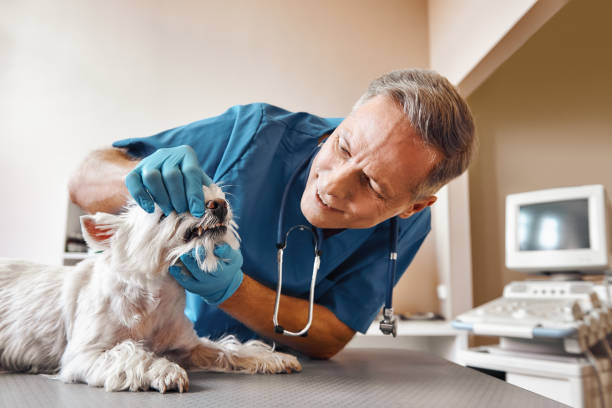 Best Emergency Wisdom Tooth Extraction in Fall River, WI